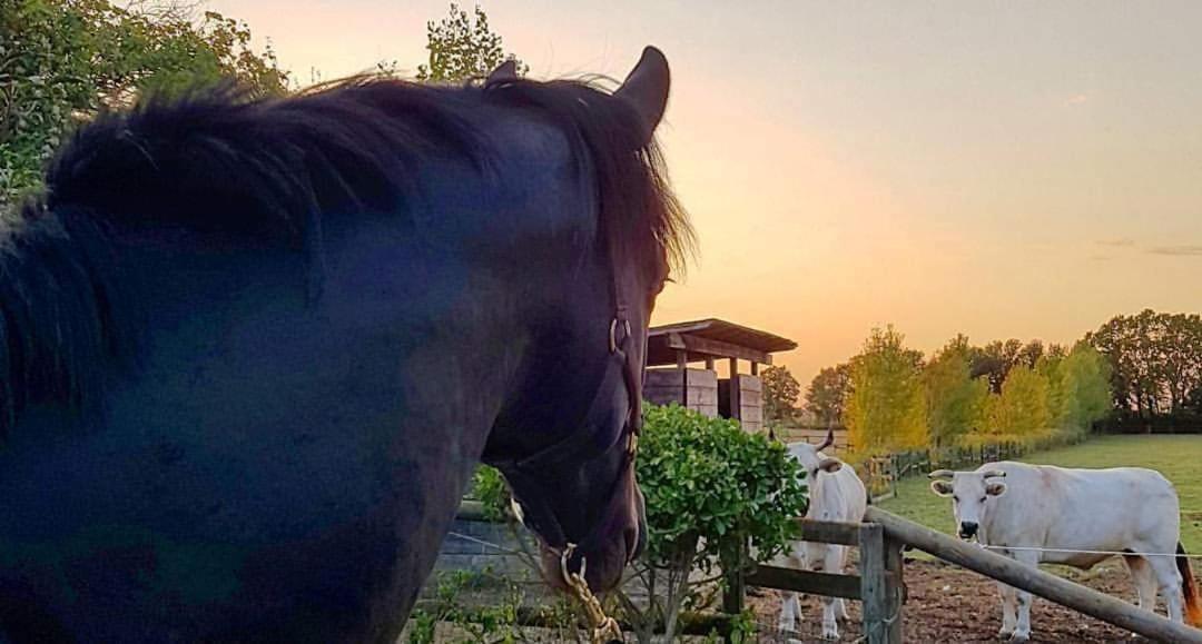 La Magnifica B&B Fauglia Bagian luar foto